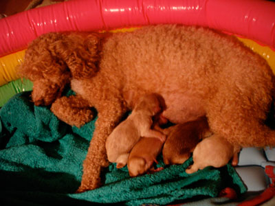 20080804023836-cachorrosrecien.jpg