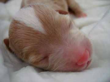 20080805011622-cachorrita-fani.jpg