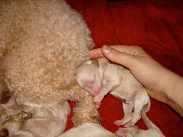 20080805011743-cachorrito.jpg
