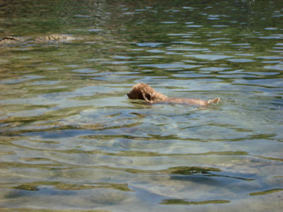 20080813004408-audrey-nadando.jpg