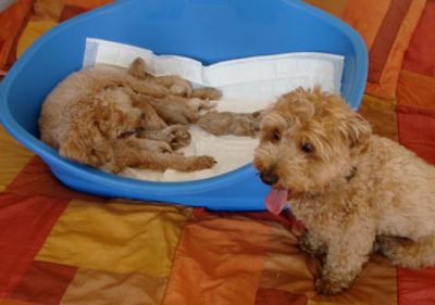 20080818015318-nacho-el-padre-con-audrey-y-cachorros.jpg