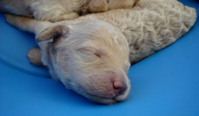 20080818020604-enanodurmiendo.jpg