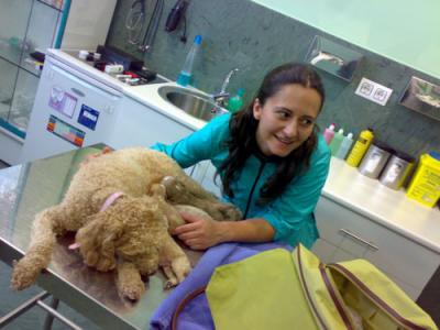 20080823033935-peluquera-canina.jpg
